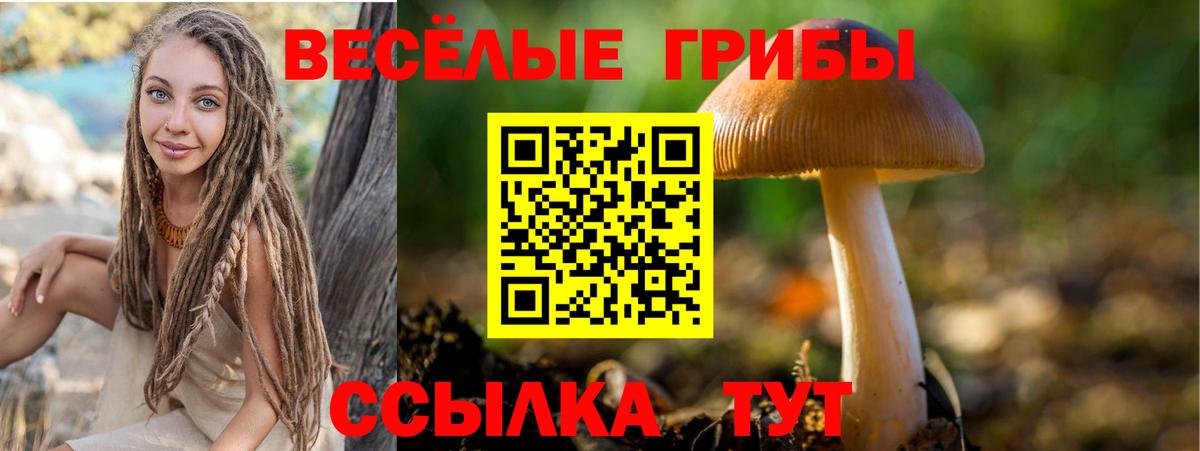 Новозыбков  Галлюциногенные грибы Psilocybe  Вход с VPN 